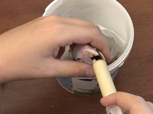 IMG_2432.jpeg, 492x369, 17.97 KB