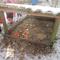 IMG_2957.JPG (492x369, 40.17 KB)