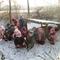 IMG_2955.JPG (492x369, 45.34 KB)